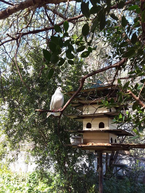 The Dove Cote Bed & Breakfast Tanunda Bagian luar foto
